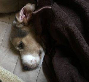Leopold - beagle for adoption tampa florida 2