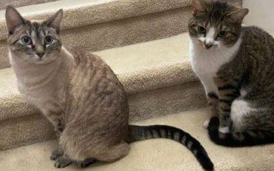 Siamese Mix Cats For Adoption in Riverview Florida – Meet Laci and Lexi