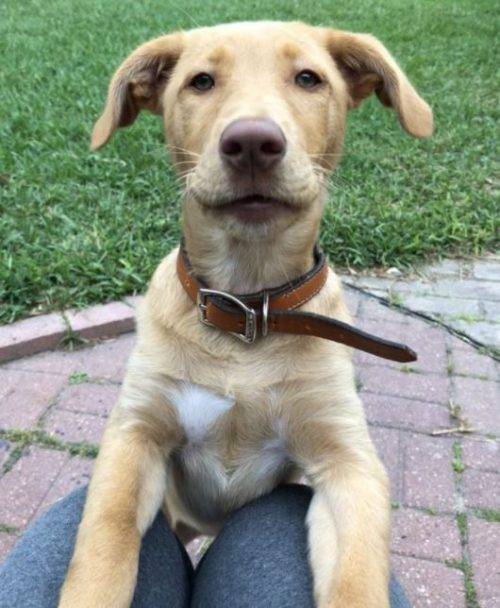 Yellow Lab Mix Puppy For Adoption in Corpus Christi TX Adopt Lexi
