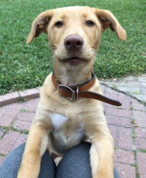 Lexi - Yellow Labrador Retriever Mix Dog For Adoption Corpus Christi TX