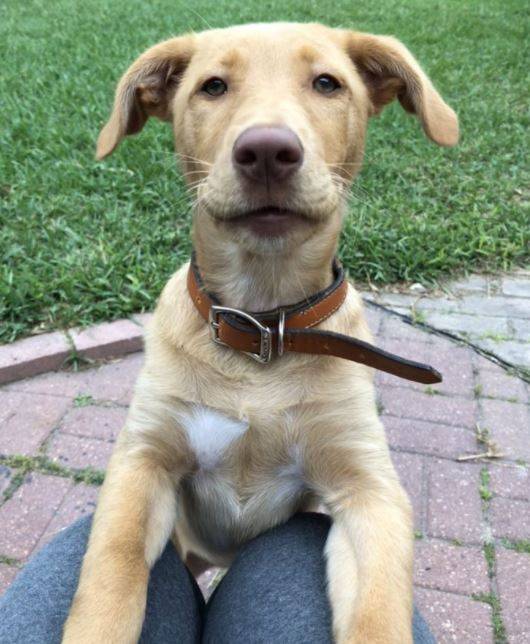 yellow lab blue heeler mix