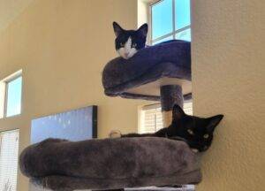 Leyah and cosmo tuxedo kittens adoption san diego 9