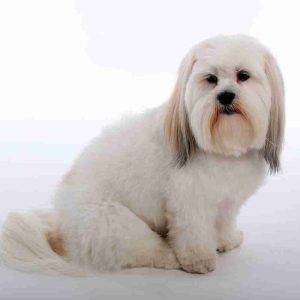 Lhasa Apso Dog Breed Pet Rehoming Services