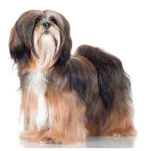 Lhasa apso dog breed photo