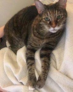 Libby - senior tabby cat for adoption in dallas texas