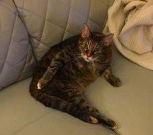 Libby - senior tabby cat for adoption in dallas texas