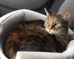 Libby - senior tabby cat for adoption in dallas texas 4