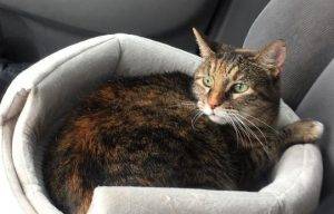 Libby - senior tabby cat for adoption in dallas texas 4