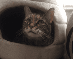 Libby - senior tabby cat for adoption in dallas texas