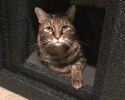 Libby - senior tabby cat for adoption in dallas texas