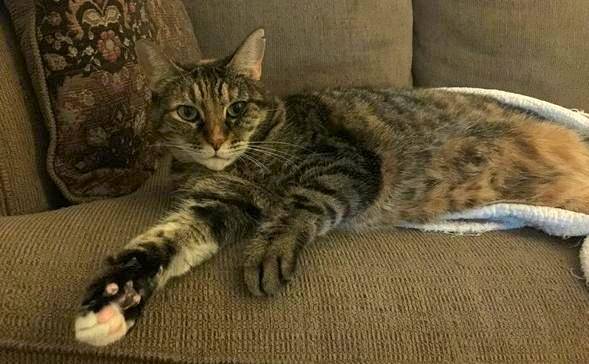 Libby - senior tabby cat for adoption in dallas texas