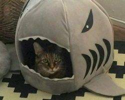 Libby - senior tabby cat for adoption in dallas texas