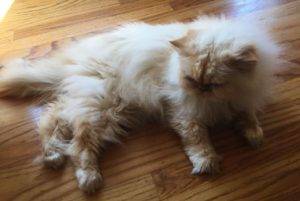 Adopted – lichie – stunning flame point himalayan cat san francisco