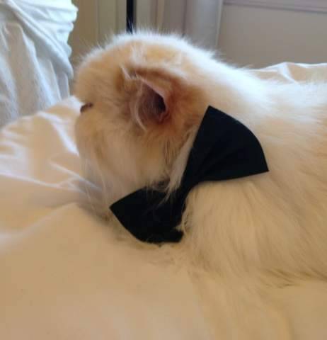 Lichie - flame point himalayan cat for adoption in san francisco ca 6
