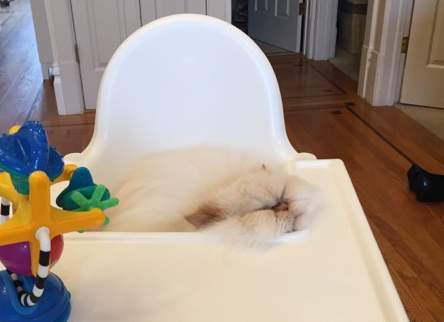 Lichie - flame point himalayan cat for adoption in san francisco ca 8