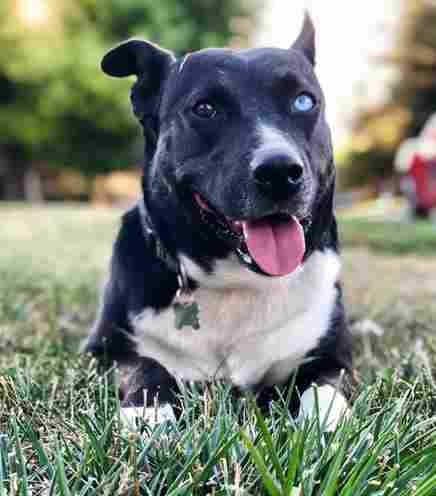 Lila Black Labrador Retriever Siberian Husky Mix Dog For Adoption Rancho Cordova CA