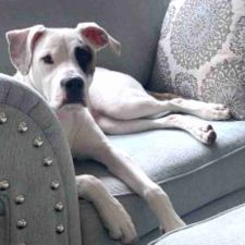 Lilly Boxer Lab Mix Dog For Adoption In San Antonio Texas