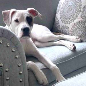 San antonio tx – boxador (boxer labrador retriever mix) dog for adoption – meet lilly