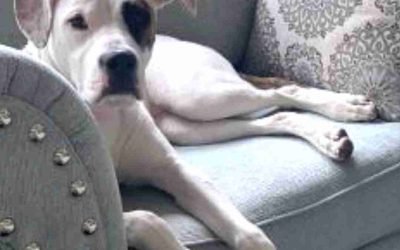 San Antonio TX – Boxador (Boxer Labrador Retriever Mix) Dog for Adoption – Meet Lilly