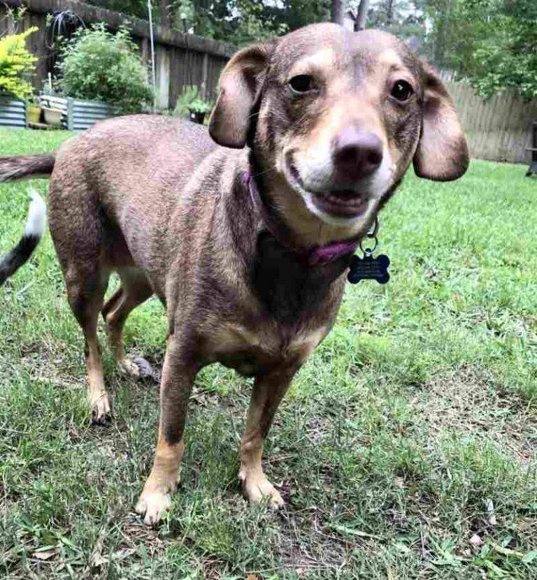 Sweet Dachshund Mix Dog For Adoption in Cypress Texas - Adopt Lovely Lilly