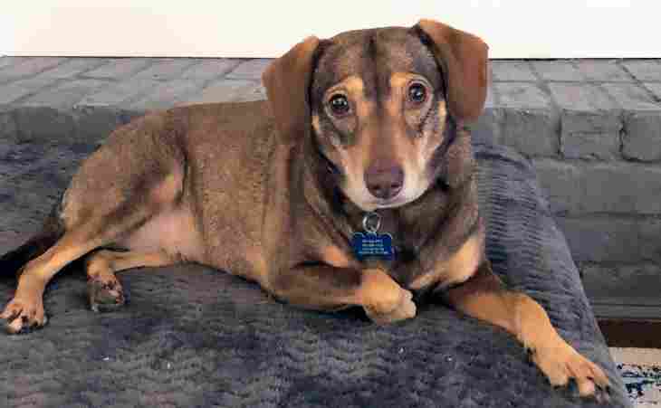 Lilly-dachshund-mix-dog-adoption-houston-tx