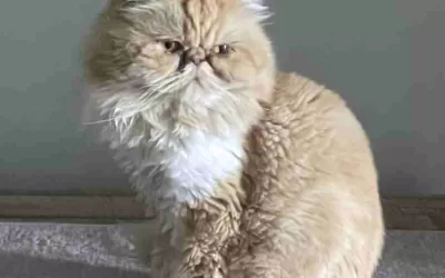 Stunning persian cat for adoption in toronto ontario – meet lilly