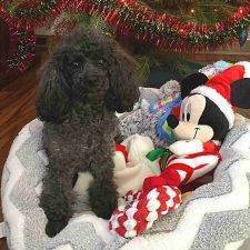Lilly Toy Poodle For Adoption In Duncansville PA (6)