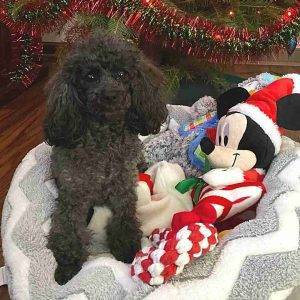 Toy poodle for adoption near pittsburgh in duncansville pa – supplies included – adopt lilly