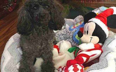 Toy Poodle For Adoption Near Pittsburgh in Duncansville PA – Supplies Included – Adopt Lilly