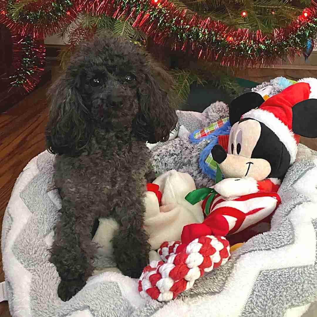 Lilly Toy Poodle For Adoption in Duncansville PA (6)
