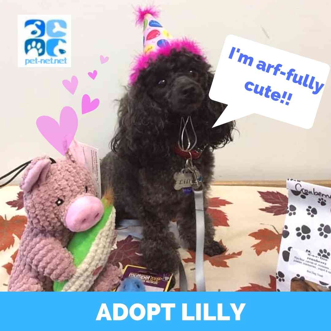 Toy Poodle For Adoption Near Pittsburgh in Duncansville PA Supplies