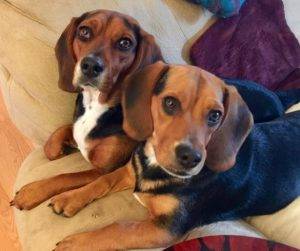 Lilly and topsy - beagles for adoption baltimore md