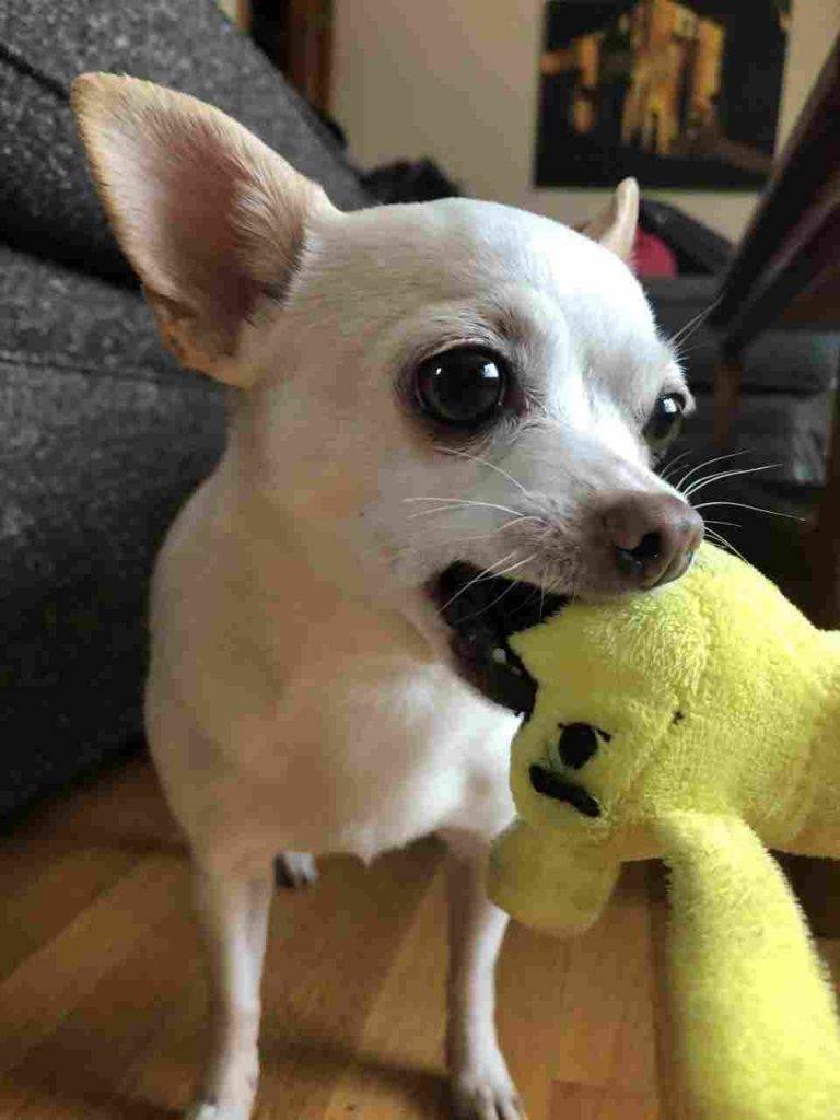 Adopted Adorable Chihuahua In Edmonton Ab Meet Lily