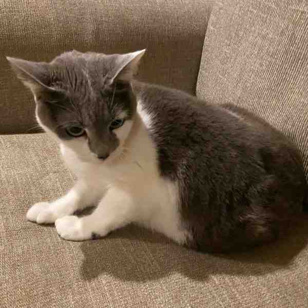 Lily Grey and White Cat Adoption Birmingham Alabama