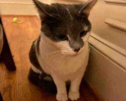 Lily grey and white cat adoption birmingham alabama (3)