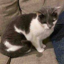 Lily Grey And White Cat Adoption Birmingham Alabama