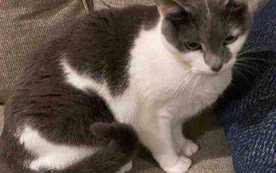 Lovely gray and white cat for adoption in birmingham, al – supplies included – adopt lily