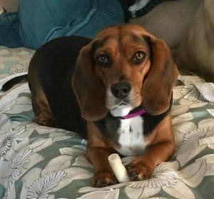 Rehomed – lilly  – purebred beagle in washington dc area