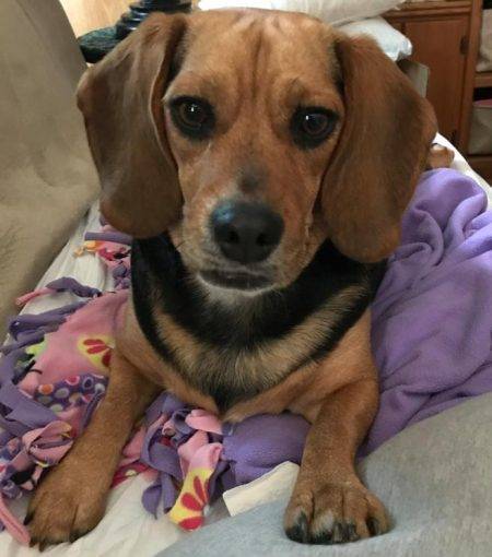 REHOMED! Topsy And Lily - Beagle Sisters In Baltimore MD