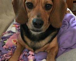 Beagle for adoption baltimore md washington dc