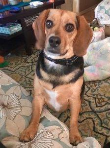 Adopted – topsy – purebred 2 yo beagle rehomed in baltimore