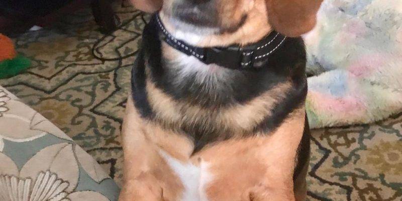 ADOPTED – TOPSY – PUREBRED 2 YO BEAGLE REHOMED IN BALTIMORE