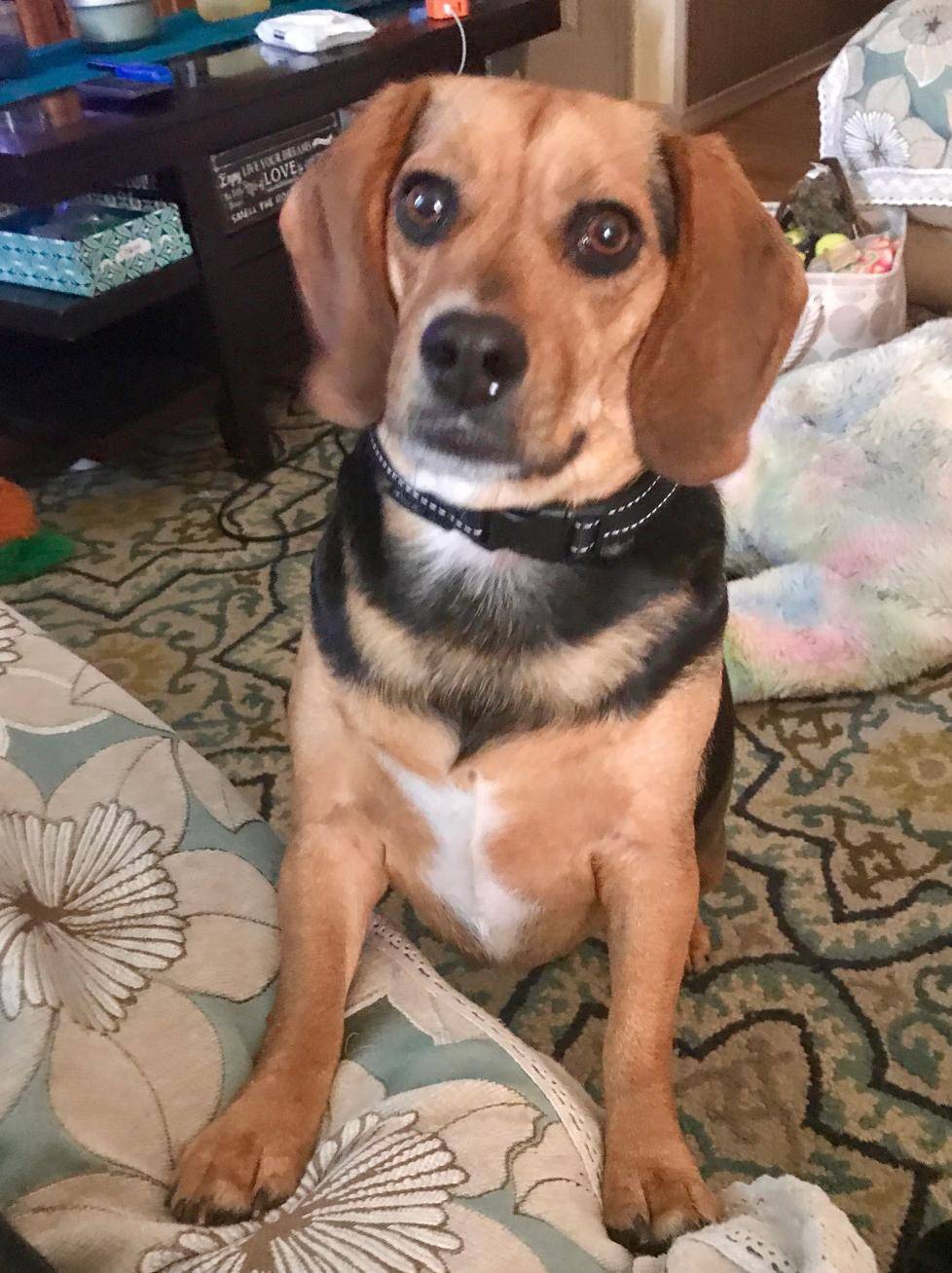 ADOPTED – TOPSY – PUREBRED 2 YO BEAGLE REHOMED IN BALTIMORE