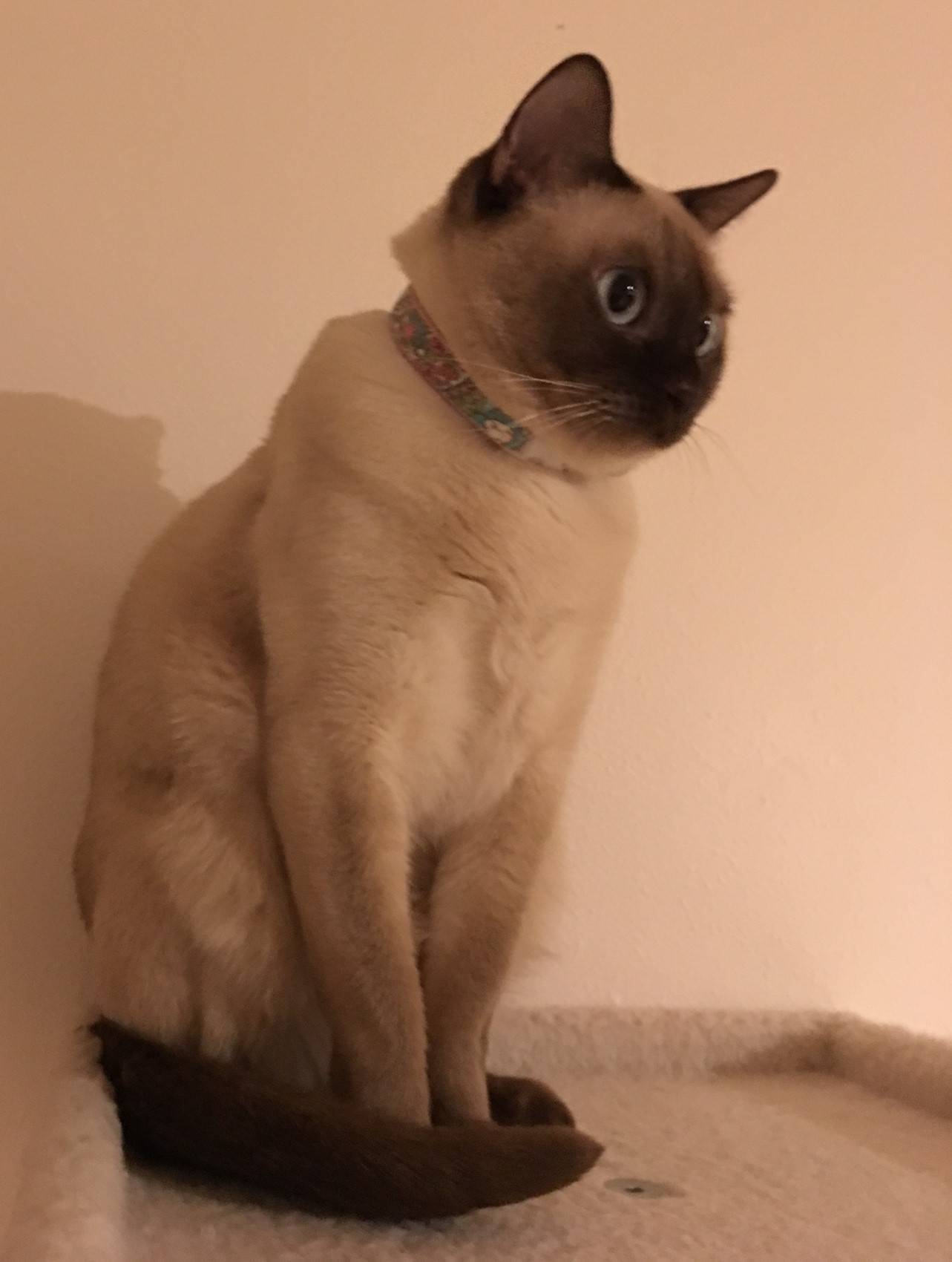 Purebred Tonkinese Cat For Adoption in Spokane WA Adopt Lindy