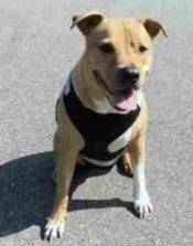Lino Yellow Lab Pitbull Mix Dog For Adoption In Brooklyn NY
