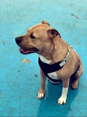 Lino the yellow lab pitbull mix dog for adoption in brooklyn-ny