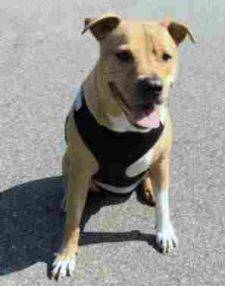 Lino Yellow Lab Pitbull Mix Dog For Adoption in Brooklyn NY