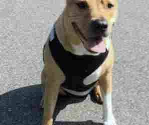Yellow lab american pit bull terrier mix for adoption in brooklyn ny – meet lino