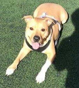 Lino the yellow lab pitbull mix dog for adoption in brooklyn ny