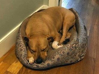 Lino the yellow lab pitbull mix dog for adoption in brooklyn-ny